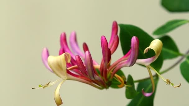 Madreselva Planta Medicinal China Con Flores Bayas — Vídeos de Stock