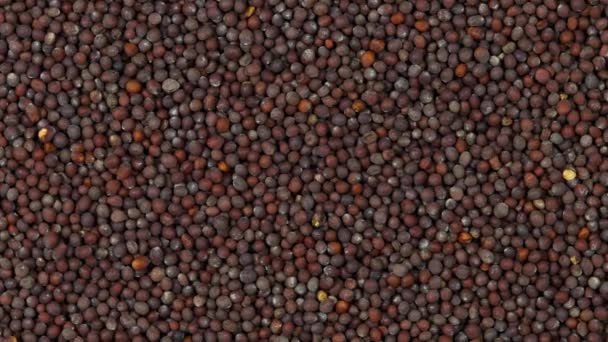 芥末种子 转盘上的褐色种子 — 图库视频影像