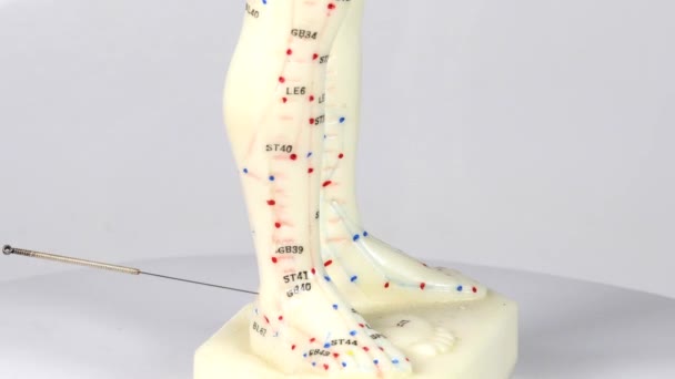 Igły Akupunkturowe Modelu Stopy Akupunkturowej Stole Obrotowym — Wideo stockowe