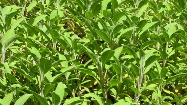 Sage Medicinal Plant Cultivation Herbal Garden Leaf Macro Shot — Vídeo de stock