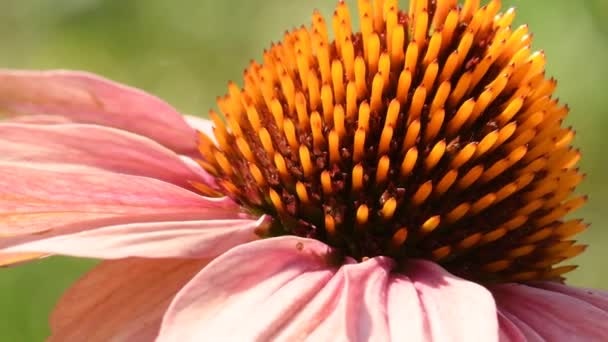 Μωβ Κώνο Λουλούδι Φαρμακευτικό Φυτό Λουλούδια Ομάδα Και Μακροεντολή — Αρχείο Βίντεο