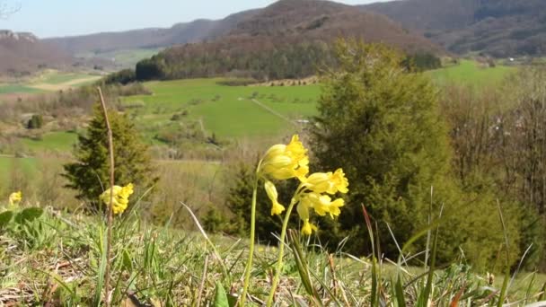Cowslip Flower Medicinal Herb German Highlands — Vídeo de Stock