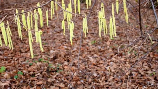 ドイツの冬には風と共にヘーゼルナッツの花が咲き — ストック動画
