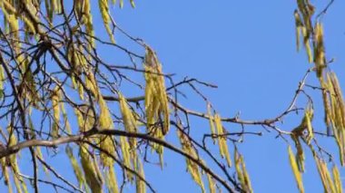 Hazelnut blossom in wintertime in Germany