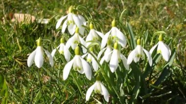 Snowdrop, early flower of the German spring flora with camera movement and zoom