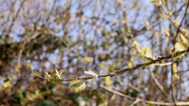 Трещина Ивовый Цветок Весной Германии Панорамой Зумом — стоковое видео