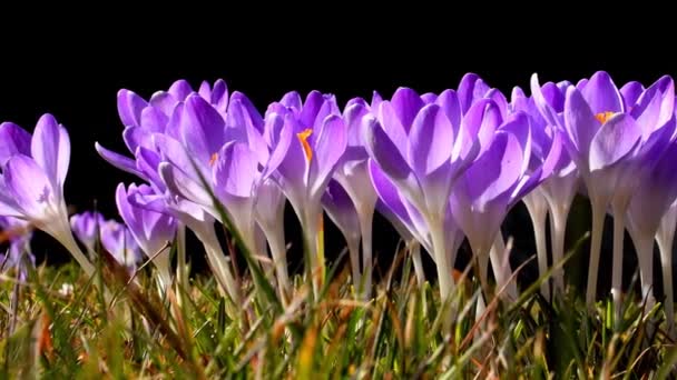 Crocus Flowers Spring Germany Zoom — Stockvideo