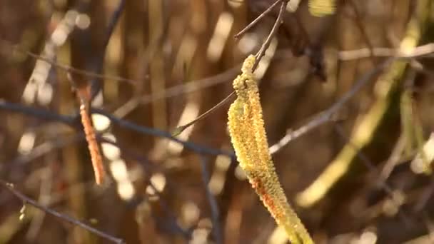 Kwiat Orzechów Laskowych Zimie Wiatrem — Wideo stockowe