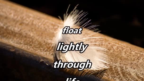 Float Lightly Life Feather — 비디오