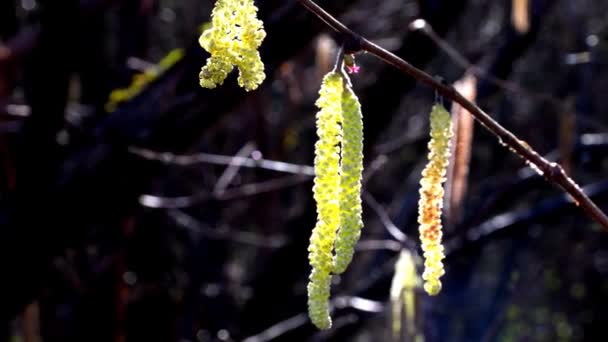 Kwiat Orzechów Laskowych Wiosną Niemczech Podświetleniu Łagodną Bryzą — Wideo stockowe
