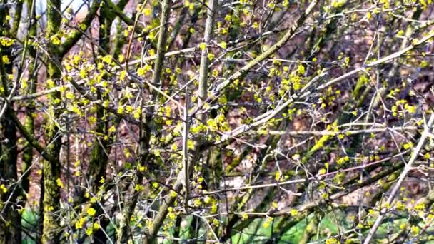 Forsythie Zierstrauch Mit Schönen Gelben Blüten Die Normalerweise Zeitigen Frühling — Stockvideo