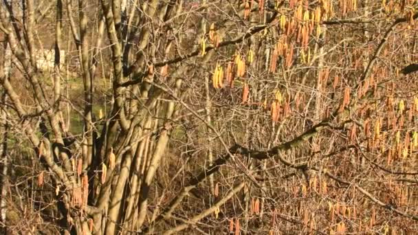 Haselnussblüte Frühling Bei Starkem Wind Deutschland Gegenlicht Kamera Fährt Nach — Stockvideo