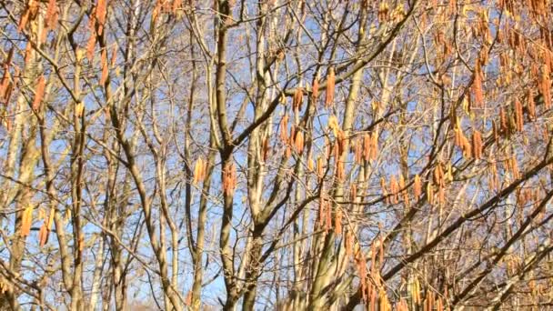 Kwiat Orzechów Laskowych Wiosną Silnym Wiatrem Niemczech Podświetleniu Kamera Porusza — Wideo stockowe