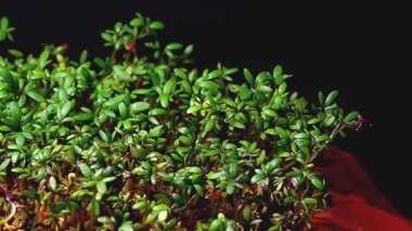 Cress, kameralı ev yapımı salata.