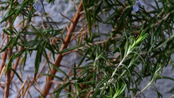 Rosemary Planta Medicinal Especiarias Com Flor Câmera Dirigir Para Cima — Vídeo de Stock