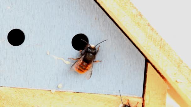 春にドイツの昆虫館で繁殖のためにメスのハチを待っているオスのヨーロッパのランのミツバチ — ストック動画