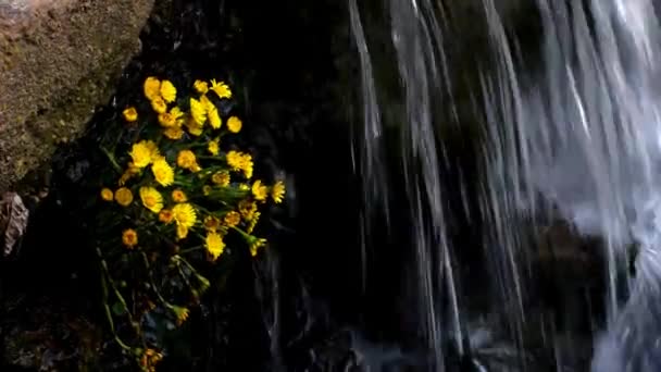 Coltsfoot Geneeskrachtig Kruid Bloem Het Voorjaar Duitsland Bij Een Waterval — Stockvideo
