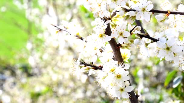 ドイツの春にはカメラドライブで花を咲かせます — ストック動画
