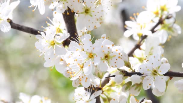 Flor Espino Negro Primavera Alemania — Vídeos de Stock