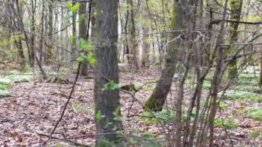 İlkbaharda ilk yeşil yapraklar ve Anemonlar arasında yürüyen orman