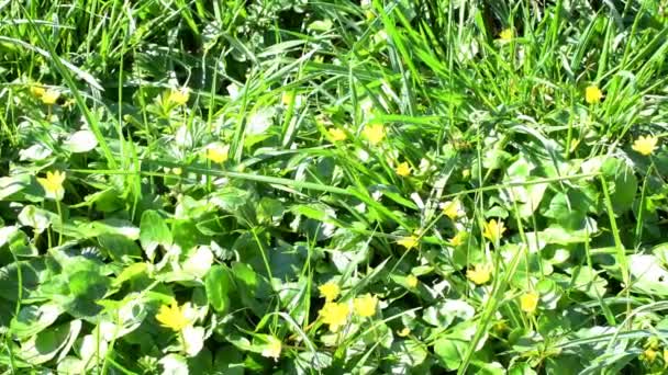 Grasveld Met Veel Pilewort Bloemen Het Voorjaar Camera Beweging Een — Stockvideo