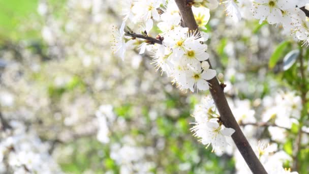Цветок Блекторна Весной Германии Камерой Привода — стоковое видео