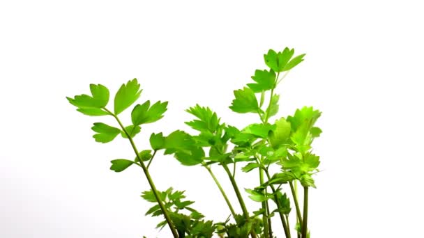 Lovage Spice Medicinal Herb Green Leaves — Stockvideo
