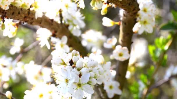 Цветок Блекторна Весной Германии Камерой Привода — стоковое видео