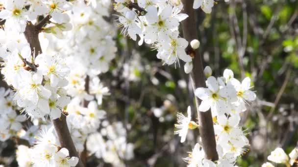 Цветок Блекторна Весной Германии Камерой Привода Вниз — стоковое видео