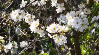  Blackthorn Almanya 'da baharda kamera gücüyle çiçek açtı.