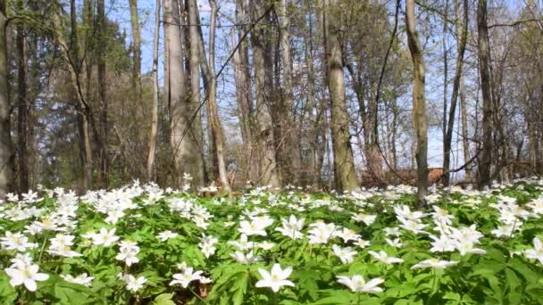 Анемон Весной Лесу Германии Цветочный Ковер Камерой Привода — стоковое видео