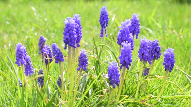早春にドイツの庭でブドウのヒヤシンス春の花を咲かせ — ストック動画