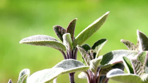 Salvia Hierba Medicinal Con Hojas — Vídeos de Stock
