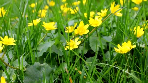 Küçük Celandine Baharın Başında Bir Alman Bahçesinde Bahar Çiçekleri — Stok video