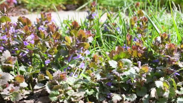 Ground Ivy Flowers Ins Spring German Garden Camera Drive — Stock Video