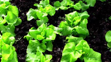 Marul, serada tarım, kamera sürücüsü ile yakın çekim.