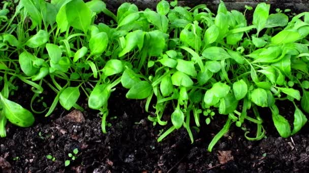 Espinacas Cultivo Invernadero Primer Plano Con Accionamiento Cámara — Vídeos de Stock