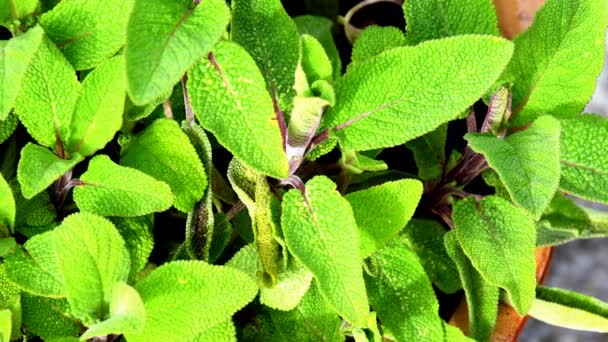 Salvia Planta Medicinal Especias Con Hojas Unidad Cámara — Vídeo de stock
