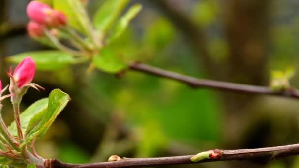 Яблочный Цветок Германии Весной Камерой Привода Закрытого Открытого Цветка — стоковое видео