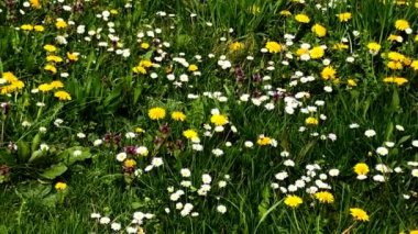 Baharda birçok karahindiba ve diğer çiçeklerle çayır, kamera sürücüsü ile derin açı.