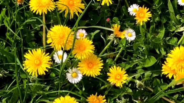 Meadow Sok Pitypang Egyéb Virágok Tavasszal Mély Szög Kamera Meghajtó — Stock videók