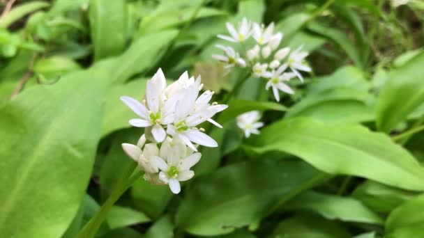 Wild Garlic Spring Vegetable Medicinal Herb Flowers — Stock Video