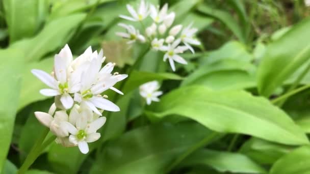 Wild Garlic Spring Vegetable Medicinal Herb Flowers German Forest Camera — Stock Video