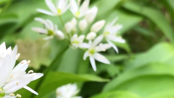 Wild Garlic Spring Vegetable Medicinal Herb Flowers Slow Camera Panning — Stock Video