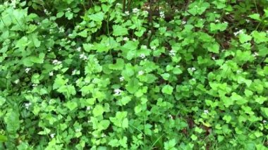  Almanya 'da baharda çiçekli sarımsaklı hardal, yiyecek ve tıbbi bitki