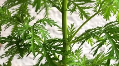 Tatlı Annie, yapraklı ve fotoğraf makineli Çin şifalı bitkisi.