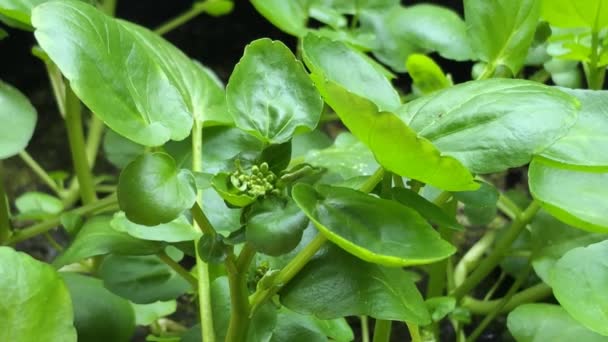 Berro Hierba Fresca Comestible Planta Medicinal Primavera — Vídeo de stock