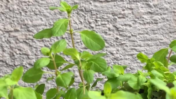 Majoram Fresh Green Herb Closeup — Stock Video