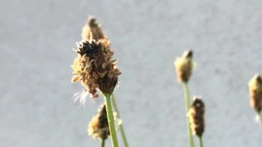 İngiliz muzu, çiçekli şifalı bitki.