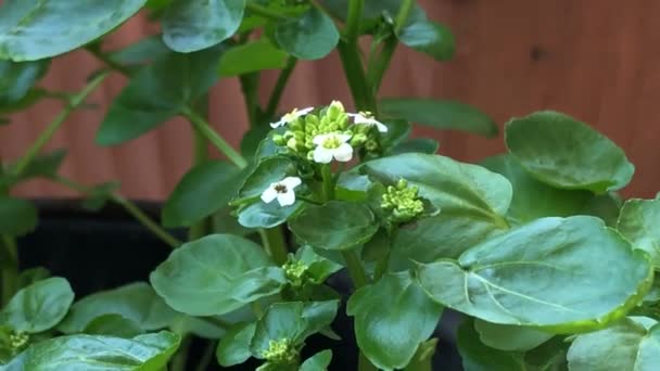 Waterkers Vers Eetbaar Kruid Medicinale Plant Het Voorjaar Met Bloemen — Stockvideo